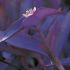 Tradescantia pallida